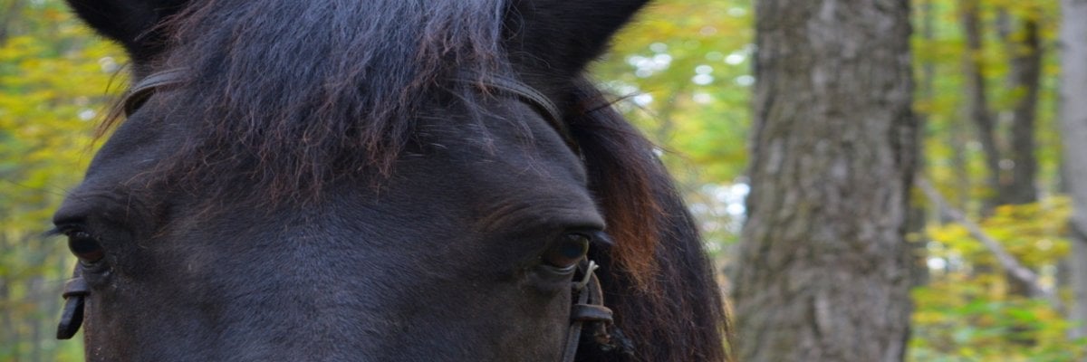 Ride in Horse Carriage with Roseanne Barr...