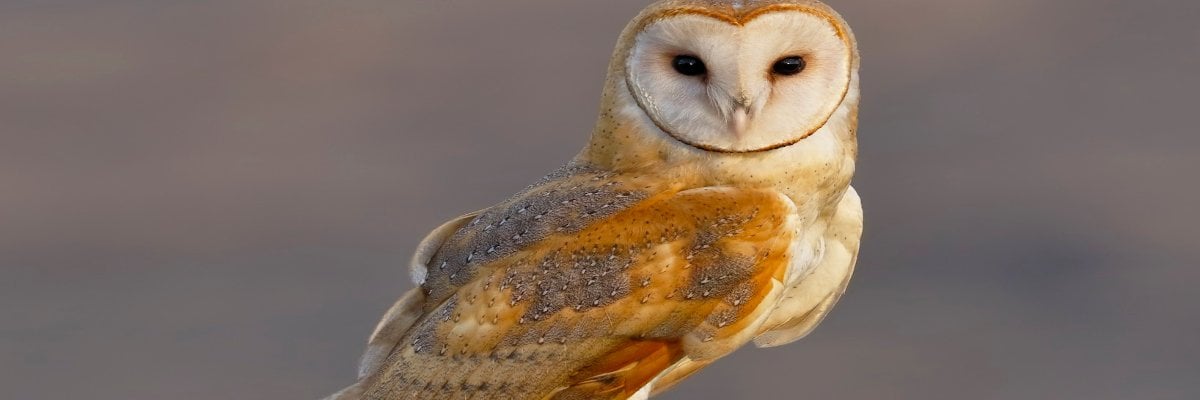 Owl Totem Vision / Dream