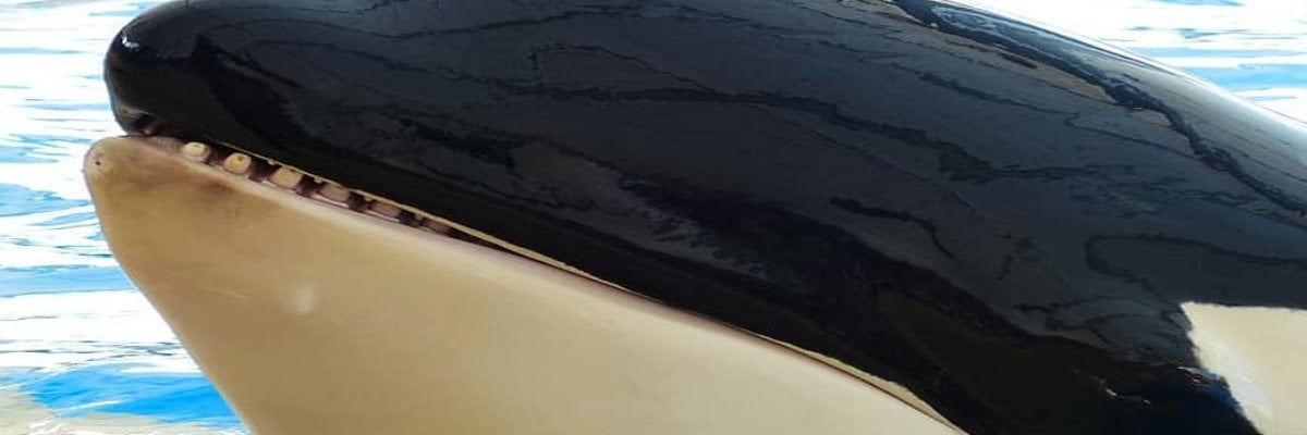 Orca drags me by feet